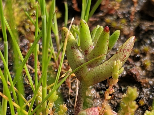 Dudleya blochmaniae