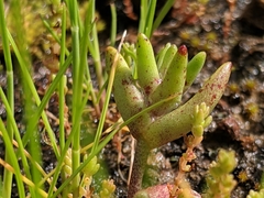 Dudleya blochmaniae blochmaniae