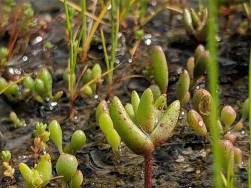 Dudleya blochmaniae