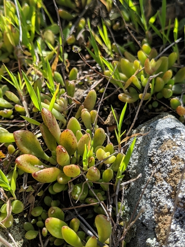 Dudleya blochmaniae