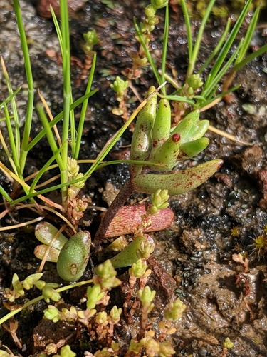 Dudleya blochmaniae
