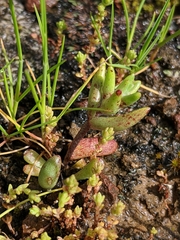Dudleya blochmaniae blochmaniae