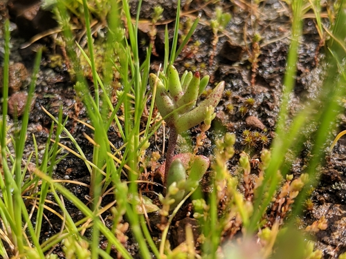 Dudleya blochmaniae