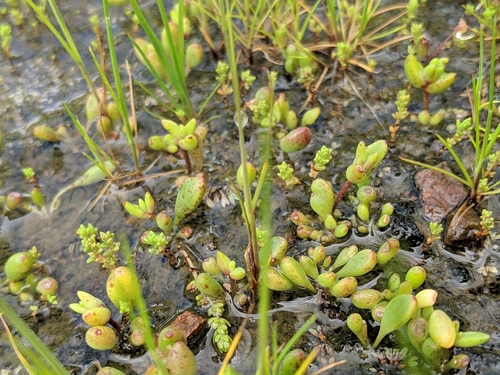 Dudleya blochmaniae