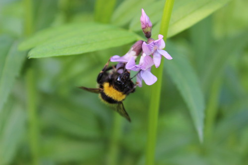 Photo of Garden Bumble Bee (Bombus hortorum)