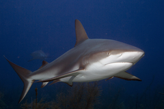 Caribbean Reef Shark photo 2