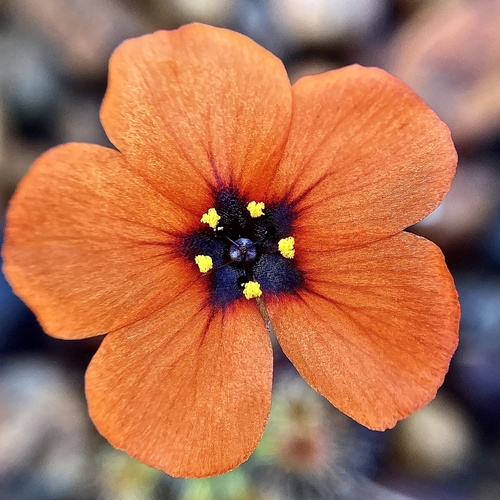 Drosera hyperostigma