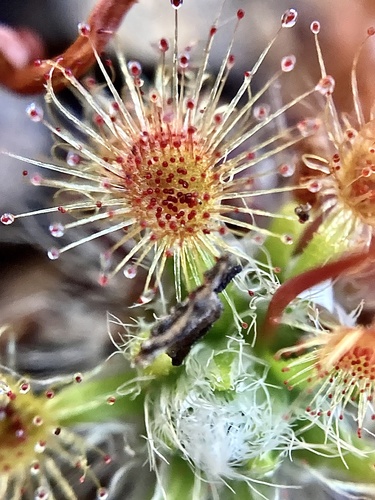 Drosera hyperostigma