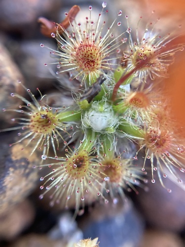 Drosera hyperostigma