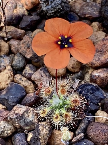 Drosera hyperostigma