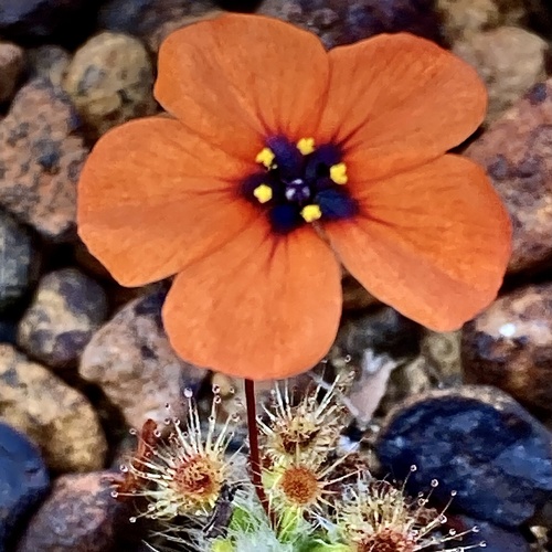 Drosera hyperostigma