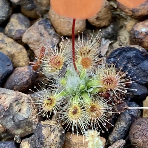 Drosera hyperostigma