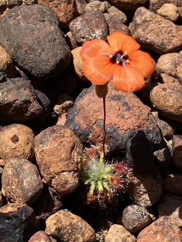 Drosera hyperostigma