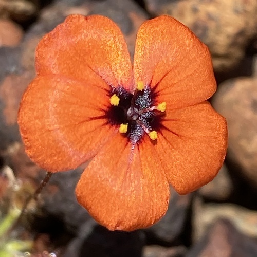 Drosera hyperostigma