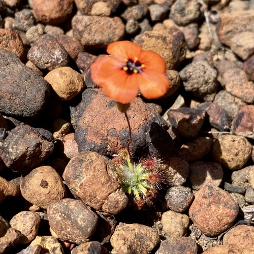Drosera hyperostigma