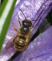 Osmia