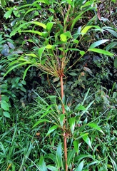 Chusquea scandens