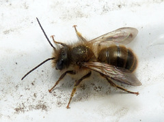 Osmia