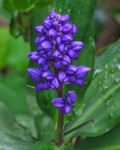 Dichorisandra thyrsiflora