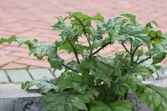 Solanum stramoniifolium