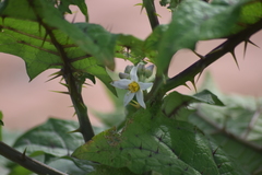 Solanum stramoniifolium