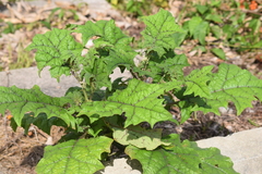 Solanum stramoniifolium