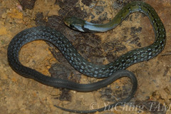 Coelognathus flavolineatus