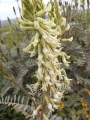 Astragalus oxyphysus