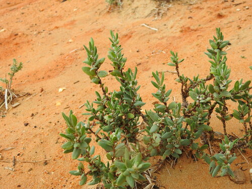 Polygonum maritimum (Polygonum maritimum)