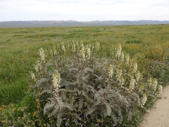 Astragalus oxyphysus