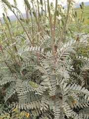 Astragalus oxyphysus