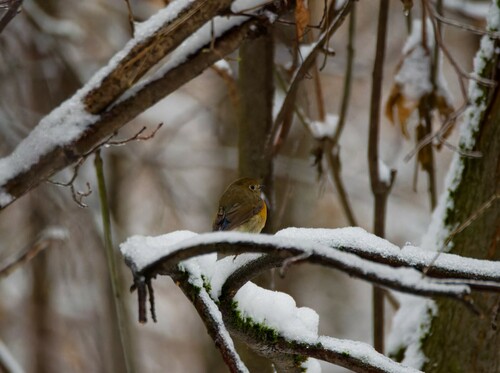 Robin à flancs roux