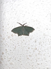 Chloropteryx tepperaria
