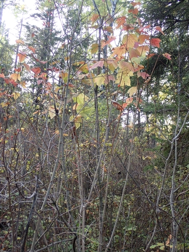 Viburnum opulus