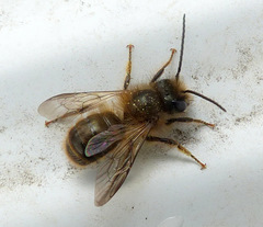 Osmia