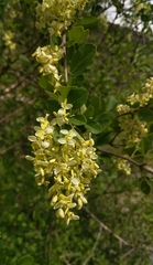 Fraxinus parryi