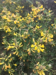 Acmispon dendroideus traskiae