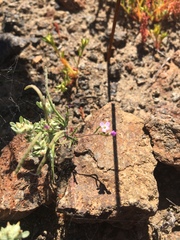 Sibara filifolia