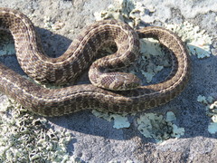 Thamnophis scaliger