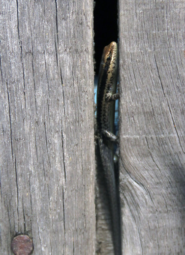 Dunn's Mabuya, Manciola guaporicola
