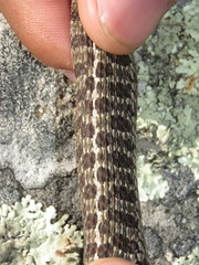 Thamnophis scaliger