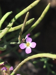 Sibara filifolia