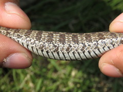 Thamnophis scaliger