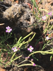 Sibara filifolia