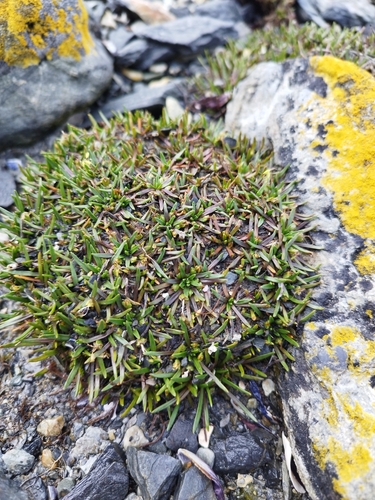 Thrift plantain (Plantago monanthos)