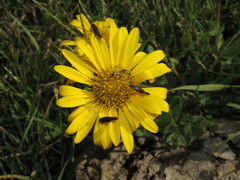 Grindelia inuloides
