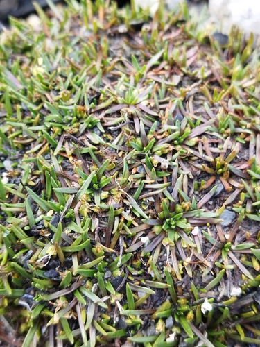 Image of Thrift Plantain (Plantago monanthos) by no rights reserved