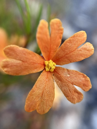 Hibbertia stellaris iNat (2)