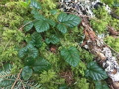 Rubus nivalis