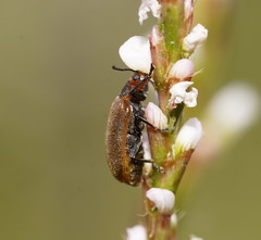 Galerucella placida